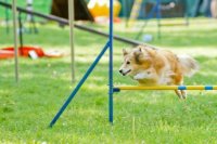 Agility klub Nitra