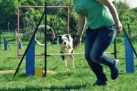 Agility klub Nitra
