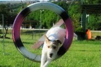 Agility klub Nitra