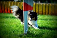 Agility klub Nitra