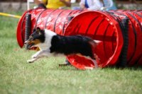 Agility klub Nitra