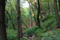 Pohľad z hradu späť do lesa