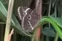 Daniela Džurbalová