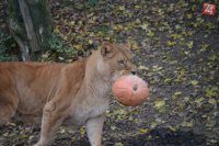 ZOO Košice