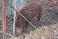 Zanedbaná sviňa domáca, ktorú jej majitelia pravidelne neholili. Prípad už prešetruje veterinár.