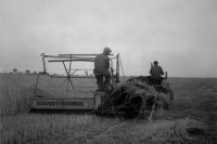 Na archívnej snímke zo 4. júla 1949 žatva v okrese Dunajská Streda.