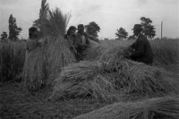 Na archívnej snímke zo 4. júla 1949 žatva v okrese Dunajská Streda.