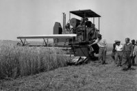 Na archívnej snímke zo 4. júla 1949 žatva v okrese Dunajská Streda.
