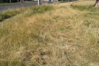 Aj popri cestách narazíte na vyschnuté trsy trávy