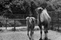 16. júl 1970. Na snímke dve ťavie generácie v bratislavskej ZOO: tá mladšia sa už narodila v Bratislave. Foto - Ján Lofaj