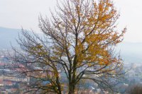 Strom nad mestom. Autor: AlaGias