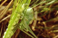 Lúčny koník. Autor: katkabiski