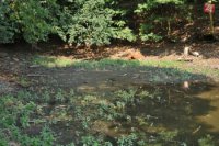 Na snímke pokles hladiny vody v jazierku v dôsledku horúčav pri zámku v Smoleniciach