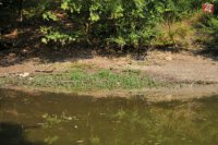 Na snímke pokles hladiny vody v jazierku v dôsledku horúčav pri zámku v Smoleniciach