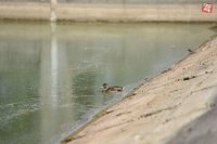 Na snímke pokles hladiny vody v dôsledku horúčav na vodnej priehrade v Suchej nad Parnou