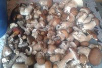 Hubárske úlovky Banskobystričanky Tatiany Fikusovej.