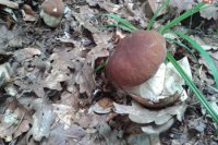 Hubárske úlovky Banskobystričanky Tatiany Fikusovej.