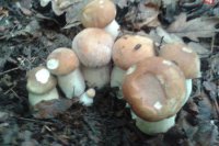 Hubárske úlovky Banskobystričanky Tatiany Fikusovej.