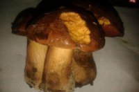 Hubárske úlovky Banskobystričanky Tatiany Fikusovej.