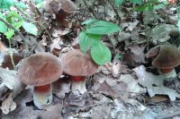 Hubárske úlovky Banskobystričanky Tatiany Fikusovej.