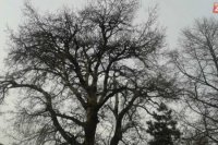 Topoľ biely v Mestskom parku