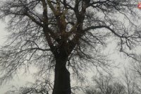 Topoľ biely v Mestskom parku