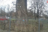 Topoľ biely v Mestskom parku