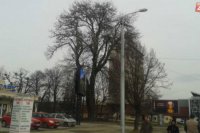 Topoľ biely v Mestskom parku