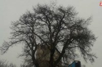 Topoľ biely v Mestskom parku