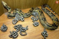 V Univerzitnom viváriu Slovenskej poľnohospodárskej univerzity v Nitre sa 4. júla 2002 ráno narodilo takmer dvojmetrovej samici veľhada kráľovského 14 živých mláďat. Je to prvý odchov ohrozeného živočícha v Univerzitnom viváriu.