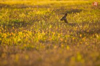 6.cena autor: Ervin Horesnyík