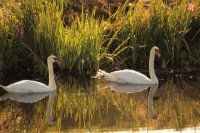 11.cena autor: Nina Sláviková