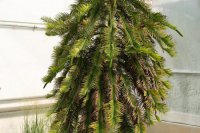 Na snímke živá fosília (relikt) Wolámia Vznešená, ktorá patrý medzi kriticky ohrozený druh.