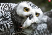 Sova snežná