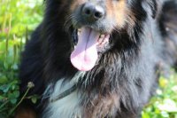 Kapo