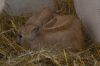 oryx arabský