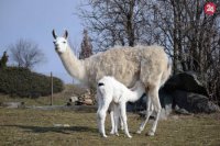 lama krotká