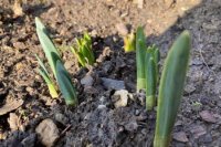 Spoločnosť snežienkam bude čoskoro robiť aj krokus