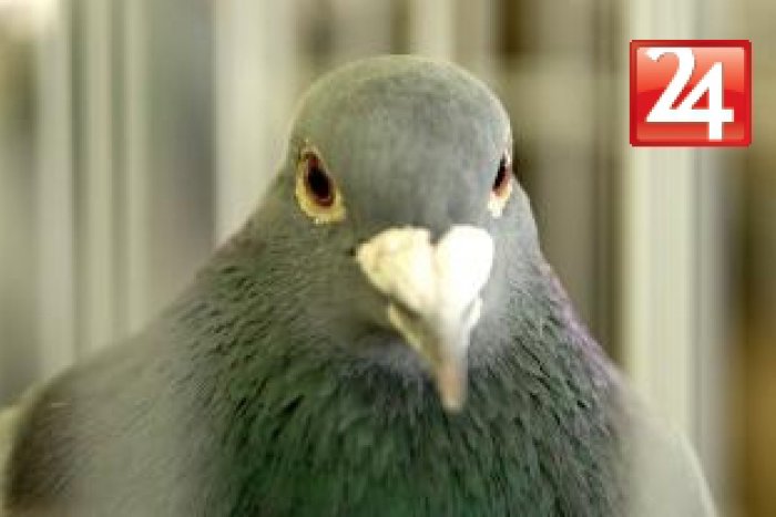 Ilustračný obrázok k článku Olympiáda poštových holubov: V Nitre sa zídu chovatelia najlepších operencov