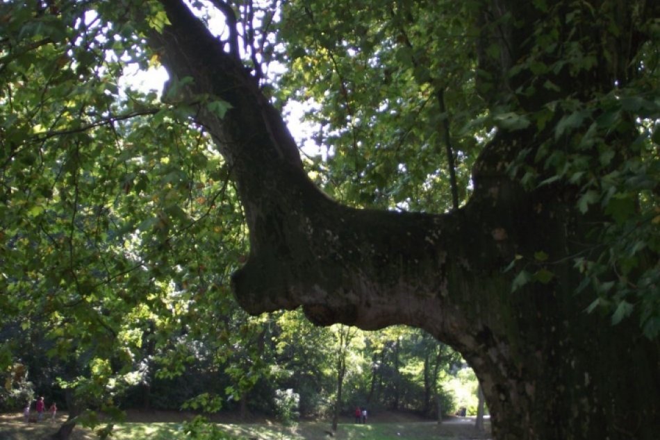 Ilustračný obrázok k článku Zažil dobu napoleonskych výbojov, no i dve svetové vojny: Toto je on, jeden z najstarších stromov v Hlohovci