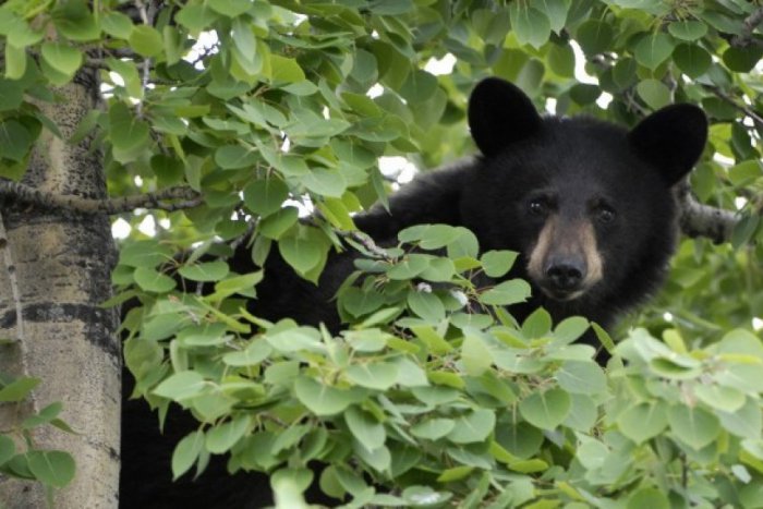 Ilustračný obrázok k článku Medveď chce zmierniť škody napáchané medveďom: Na maca s petardami!