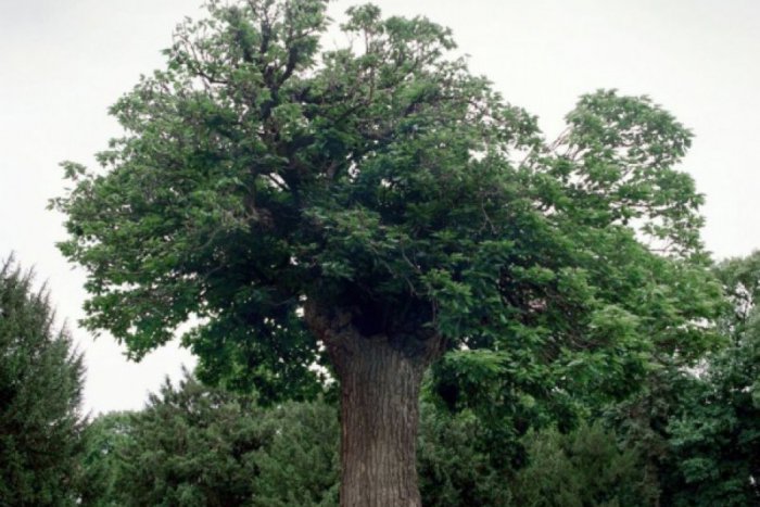 Ilustračný obrázok k článku Naša moruša štvrtá v ankete Strom roka. Porotcov zaujal jej príbeh