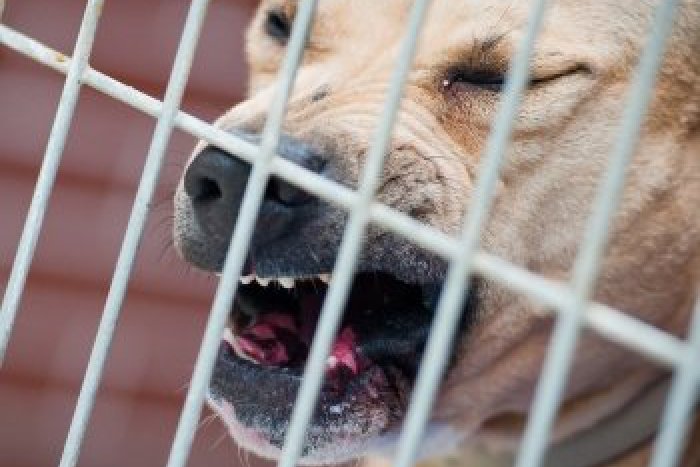 Ilustračný obrázok k článku Otrasný prípad v Komjaticiach: Psy zožrali vlastného majiteľa!