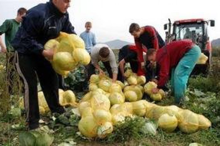 Ilustračný obrázok k článku Žiarovky hľadajú regionálnych farmárov. Poctivé potraviny sú čoraz vzácnejšie...