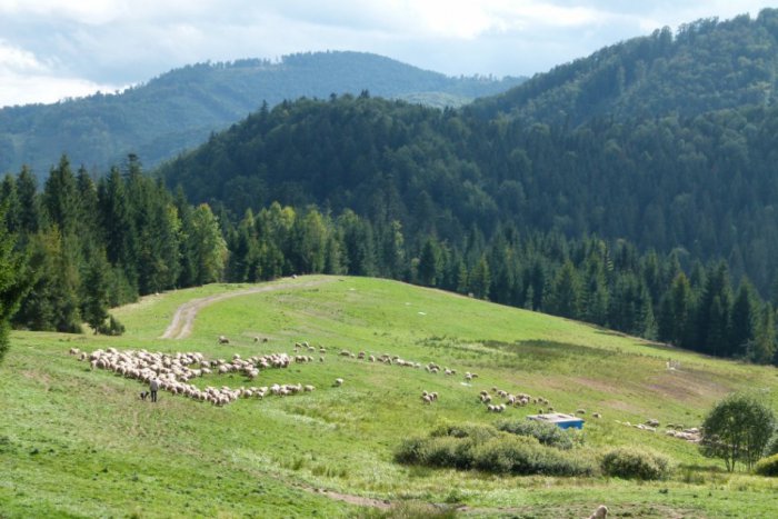 Ilustračný obrázok k článku Bláznenie na motorkách, pytliaci aj zlodeji. Policajti chcú v Muránskej planine pritvrdiť!