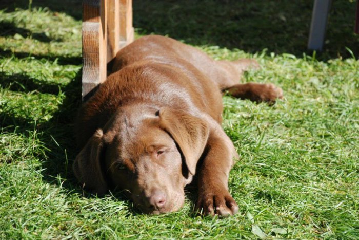 Ilustračný obrázok k článku Zúfalá čitateľka prosí o pomoc: Pomôžte mi nájsť môjho psíka Bonyho!