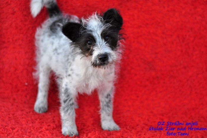 Ilustračný obrázok k článku FOTO: Tieto šteniatka čakajú na adopciu, majitelia ich kruto trápili!