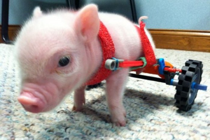 Ilustračný obrázok k článku VIDEO: Postihnuté miniprasiatko dobýva svet internetu