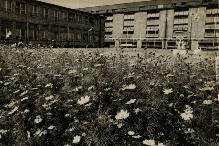 Ilustračný obrázok k článku Autentické svedectvo o živote v Žiari: Pred hlinikárňou sa darilo iba kvetom zo Sibíri!