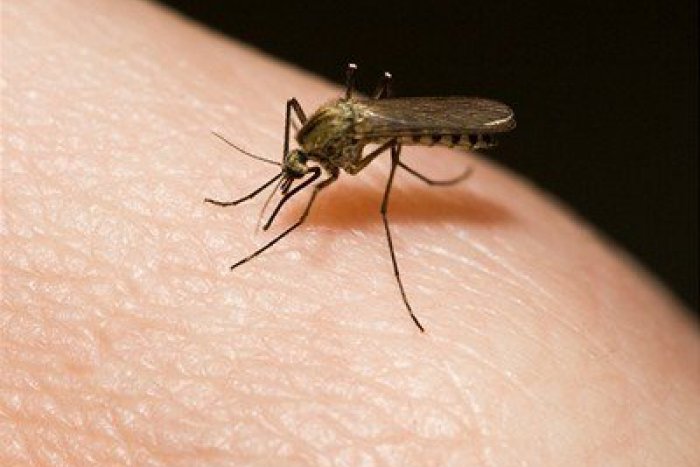 Ilustračný obrázok k článku Rady, ako bojovať s dotieravými komármi: Stavte na éterické látky a oblečenie s uzlíkmi